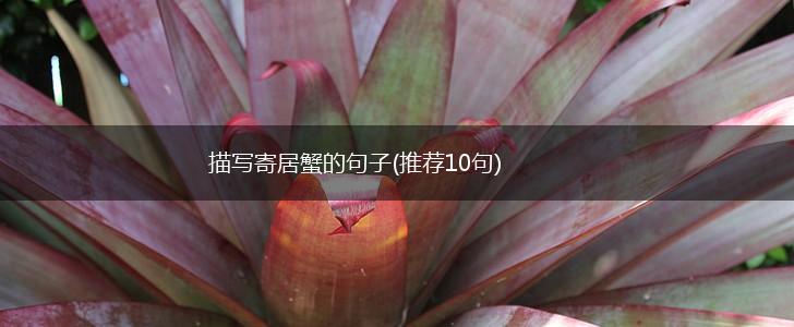 描写寄居蟹的句子(推荐10句),第1张