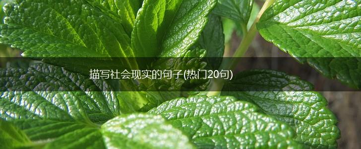 描写社会现实的句子(热门20句),第1张