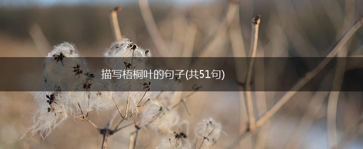 描写梧桐叶的句子(共51句),第1张