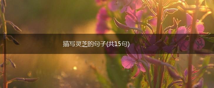 描写灵芝的句子(共15句),第1张