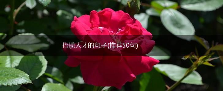 招揽人才的句子(推荐50句),第1张