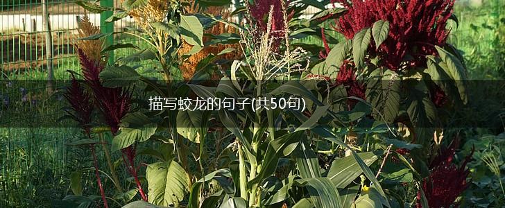 描写蛟龙的句子(共50句),第1张