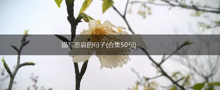描写悲哀的句子(合集50句),第1张