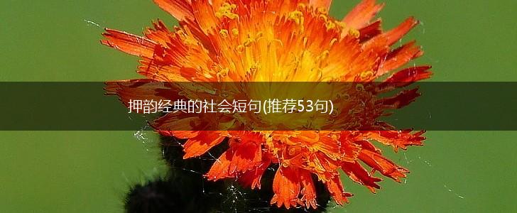 押韵经典的社会短句(推荐53句),第1张