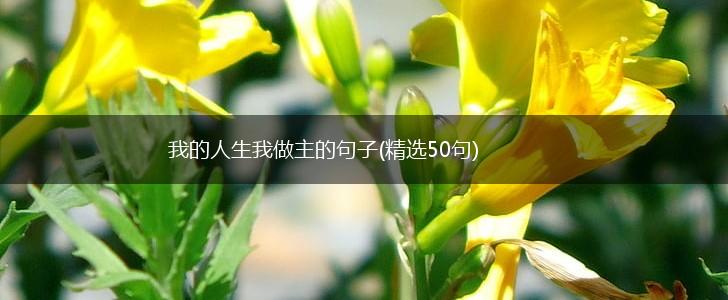 我的人生我做主的句子(精选50句),第1张