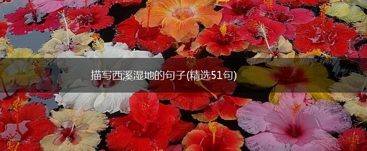 描写西溪湿地的句子(精选51句),第1张