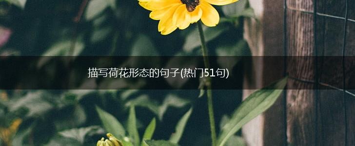 描写荷花形态的句子(热门51句),第1张