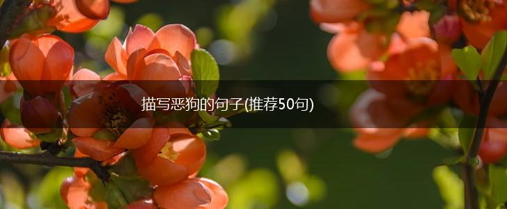 描写恶狗的句子(推荐50句),第1张