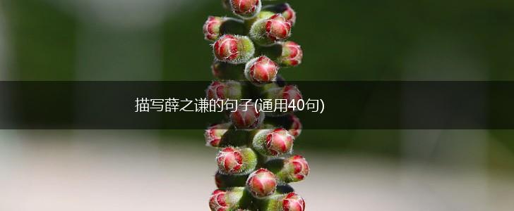 描写薛之谦的句子(通用40句),第1张