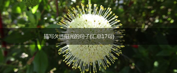 描写久违阳光的句子(汇总17句),第1张