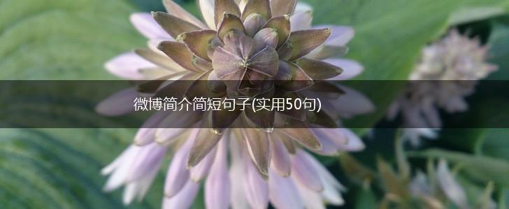 微博简介简短句子(实用50句),第1张