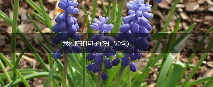我姓陈的句子(热门50句),第1张 我姓陈的句子(热门50句),第1张