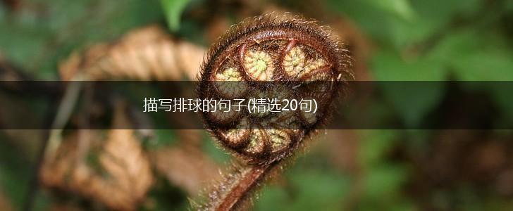 描写排球的句子(精选20句),第1张