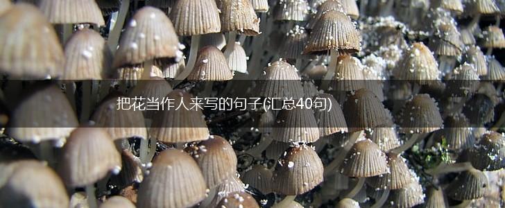 把花当作人来写的句子(汇总40句),第1张 把花当作人来写的句子(汇总40句),第1张