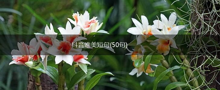 抖音唯美短句(50句),第1张