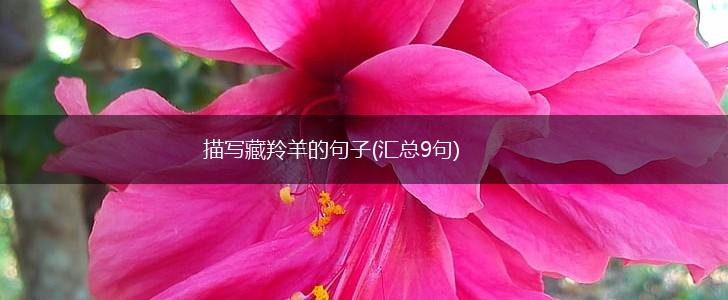 描写藏羚羊的句子(汇总9句),第1张