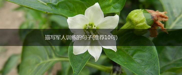 描写军人训练的句子(推荐10句),第1张 描写军人训练的句子(推荐10句),第1张