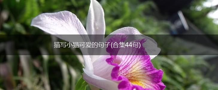 描写小猫可爱的句子(合集44句),第1张