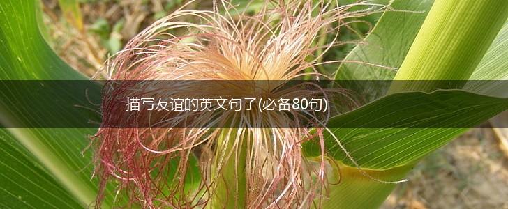 描写友谊的英文句子(必备80句),第1张