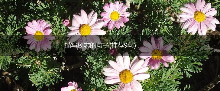 描写杨志的句子(推荐9句),第1张