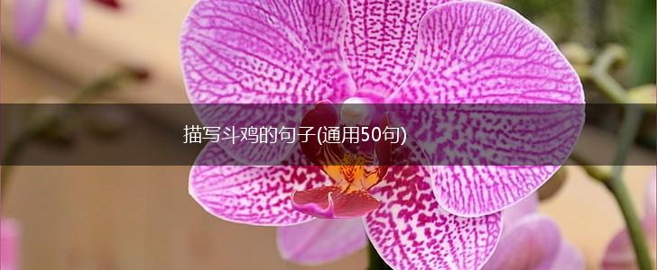 描写斗鸡的句子(通用50句),第1张