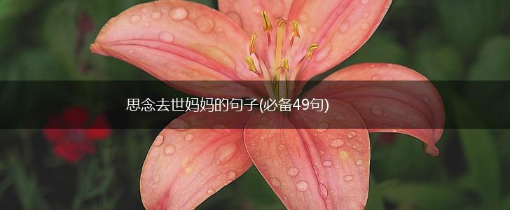 思念去世妈妈的句子(必备49句),第1张