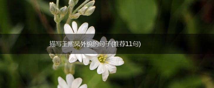 描写王熙凤外貌的句子(推荐11句),第1张