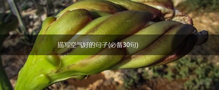 描写空气好的句子(必备30句),第1张