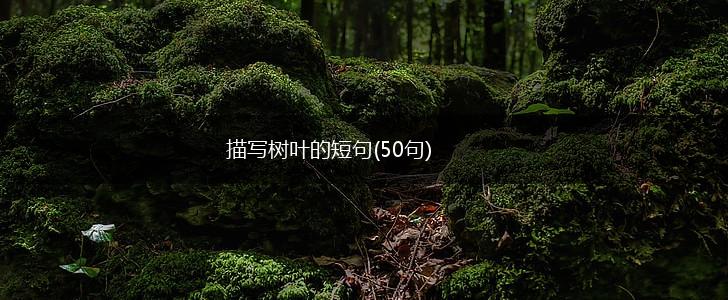 描写树叶的短句(50句),第1张
