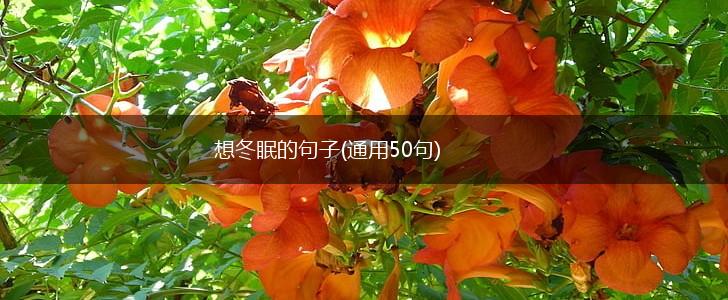 想冬眠的句子(通用50句),第1张