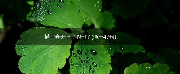 描写春天叶子的句子(通用47句),第1张 描写春天叶子的句子(通用47句),第1张