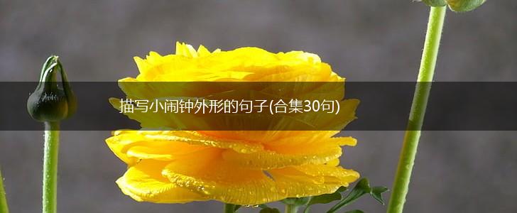 描写小闹钟外形的句子(合集30句),第1张