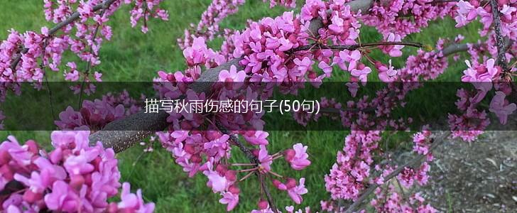描写秋雨伤感的句子(50句),第1张