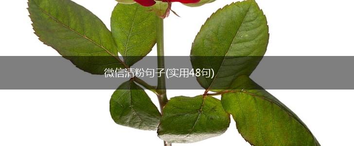 微信清粉句子(实用48句),第1张