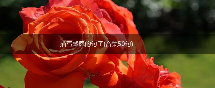 描写感恩的句子(合集50句),第1张 描写感恩的句子(合集50句),第1张