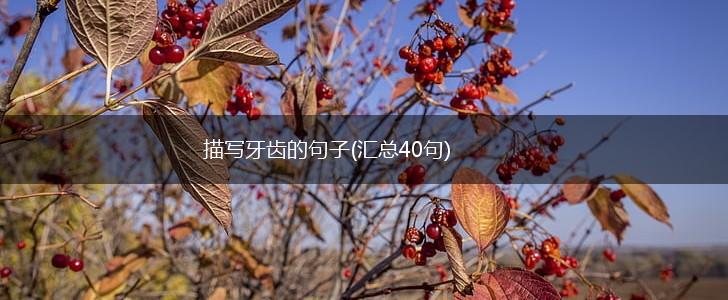 描写牙齿的句子(汇总40句),第1张 描写牙齿的句子(汇总40句),第1张