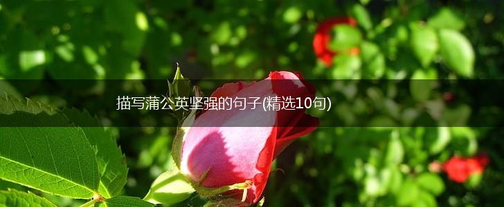 描写蒲公英坚强的句子(精选10句),第1张