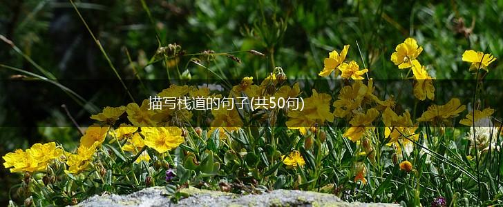 描写栈道的句子(共50句),第1张 描写栈道的句子(共50句),第1张