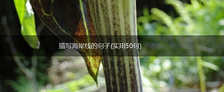 描写海岸线的句子(实用50句),第1张