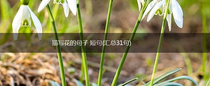 描写花的句子 短句(汇总31句),第1张