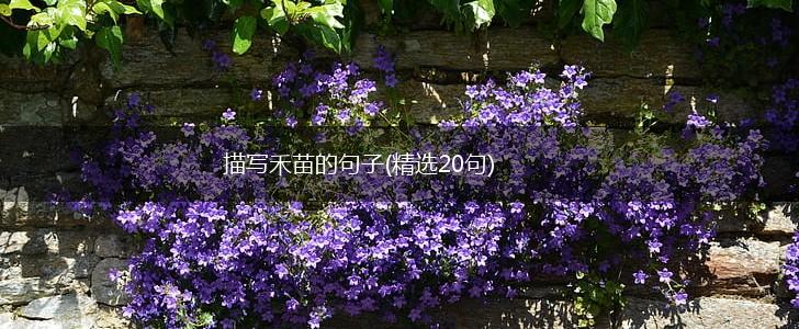 描写禾苗的句子(精选20句),第1张 描写禾苗的句子(精选20句),第1张