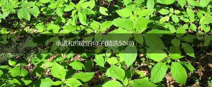 承诺和约定的句子(精选50句),第1张 承诺和约定的句子(精选50句),第1张