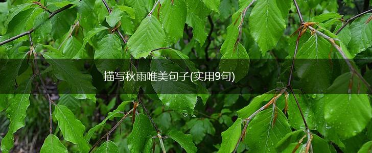 描写秋雨唯美句子(实用9句),第1张