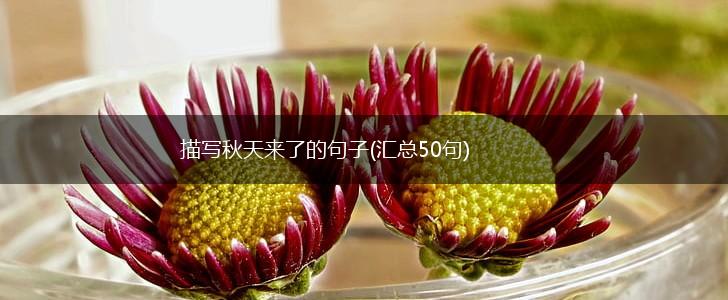 描写秋天来了的句子(汇总50句),第1张