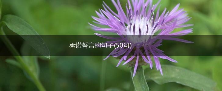 承诺誓言的句子(50句),第1张