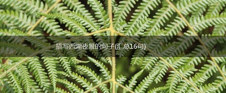 描写西湖夜景的句子(汇总16句),第1张 描写西湖夜景的句子(汇总16句),第1张