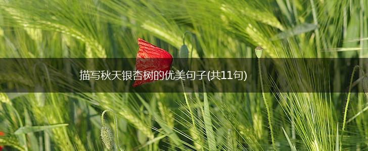 描写秋天银杏树的优美句子(共11句),第1张