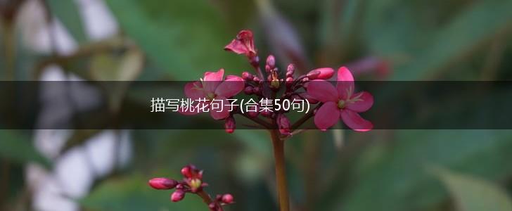 描写桃花句子(合集50句),第1张