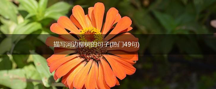 描写河边柳树的句子(热门49句),第1张