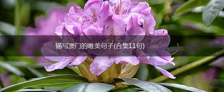 描写澳门的唯美句子(合集11句),第1张